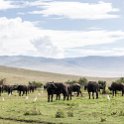TZA_ARU_Ngorongoro_2016DEC26_Crater_067.jpg